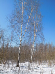 Birch trees in late winter, early spring, tender birch trees against the background of a beautiful blue sky with a gradient, - abstract natural background, wallpaper. 