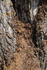 Brown ants house in a crack in the bark of an old tree close up at Sunny summer day in Europe