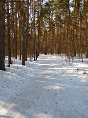 winter forest in the snow