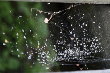 Wet transparent thin web with water drops on the background of green leaves and wood