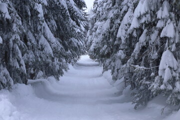 Beautiful winter landscape with snow covered trees in Czech Republic