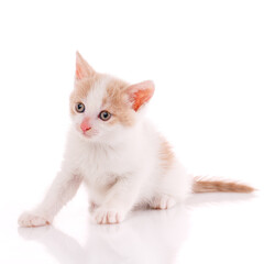White and red kitten in the studio on a white background.