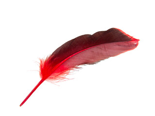Red decorative feather isolated on the white background