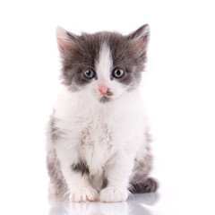 One short haired baby cat on white background.