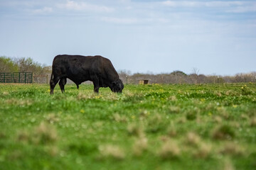 Angus bull grazing - negative space