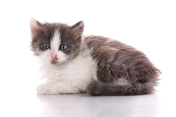 White and gray kitten lies on a white background.