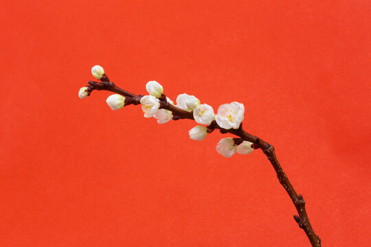 Beautiful white cherry blossom stem on red background
