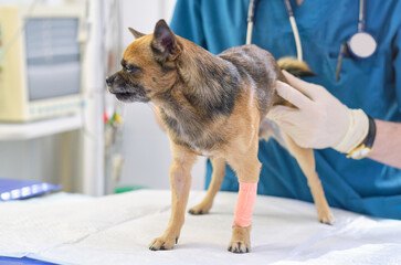 Image of dog on the operating table and doctor in a veterinary clinic. Animal clinic. Pet check up. Health care.