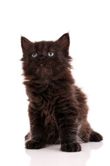 Portrait of a kitten looking up on a white background.