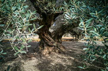 Thousand year old olive tree with twisted trunk