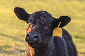 Portrait of a young heifer calf up close