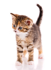 Interested kitten on a white background in the studio.