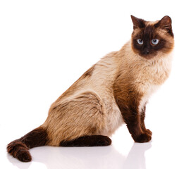 Cat sits sideways on a white background.