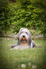 Bearded collie is lying in nature. He is so happy outside. He want his ball