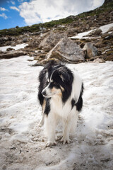 Obraz na płótnie Canvas Portrait of border collie is catching snow in austria nature. He is waiting on stone.