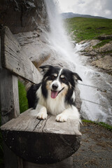 Portrait of border collie is lying on the bench near to waterfall. It is in austria nature near to glossglockner.