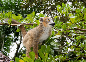 Obraz premium Crowned lemur (Eulemur coronatus) in the dry deciduous forest of Madagascar. Profile portrait of a female crowned lemur.
