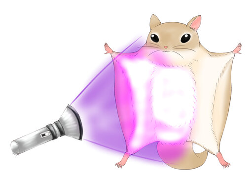 26 件の最適な 飛ぶモモンガ 画像 ストック写真 ベクター Adobe Stock