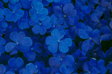 Textura o fondo de tréboles en el jardín en primavera color azul