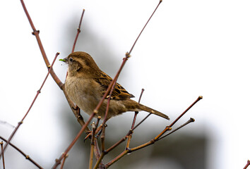 sparrow on a branch