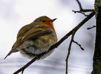 robin on a branch