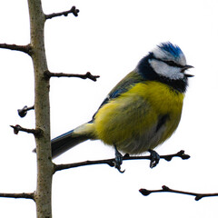 yellow wagtail on a branch