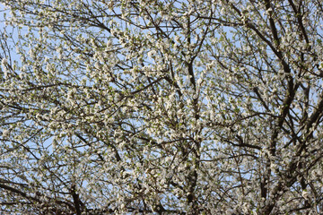 Prunus spinosa in bloom on springtime. Blackthorn tree with beautiful white flowers
