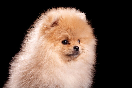 Pomeranian Spitz in studio on black background.