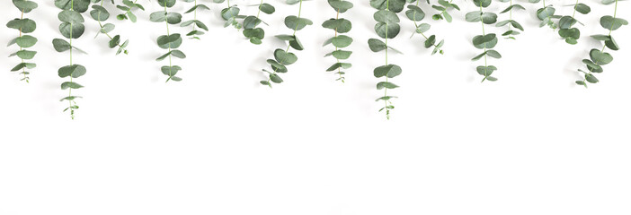 Eucalyptus branches and leaves on white background. Minimal composition of eucalyptus, banner. Flat...