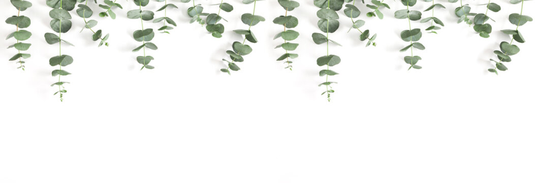 Eucalyptus branches and leaves on white background. Minimal composition of eucalyptus, banner. Flat lay, top view, copy space. 