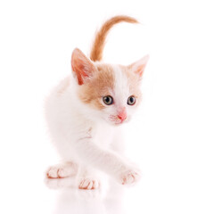 One short haired baby cat on white background.