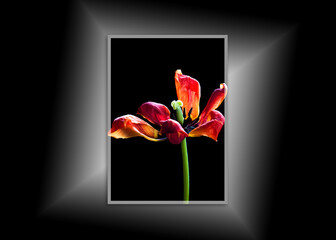 Beautiful orange tulip, canvas isolated on black background, interior decor mock up