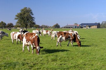 Fototapeta na wymiar Troupeau de vaches au pré de races diverses. Bâtiment agricole en arrière plan