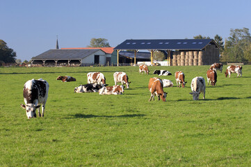 Vaches au pré de races diverses. Bâtiment agricole en arrière plan