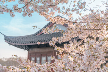 The blooming cherry blossoms at the West Lake in Hangzhou, China, spring time.