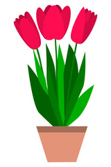 Tulip in a flower pot. Simple drawing. Cartoon style. Close-up. White background. For collages and web design