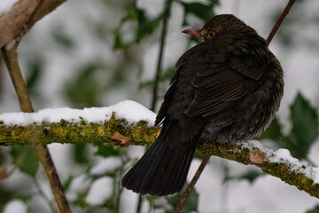red winged blackbird