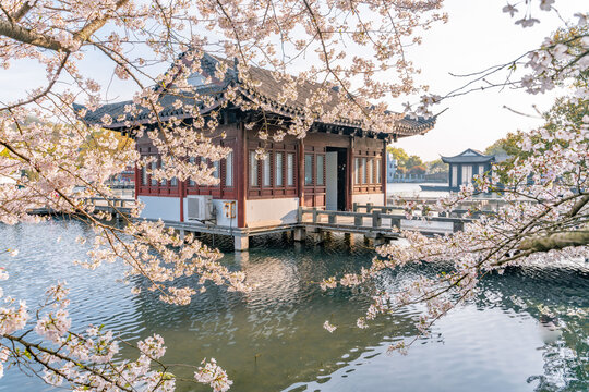 The blooming cherry blossoms at the West Lake in Hangzhou, China, spring time.
