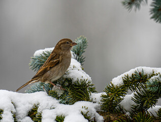 robin on snow