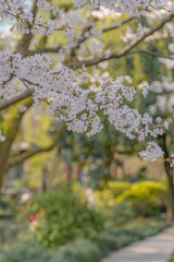 Close view of the blooming cherry blossoms in spring time.