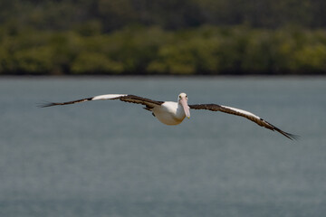 Australian pelican in flight