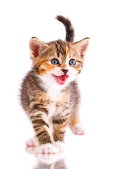 Tricolor kitten meows on a white background.