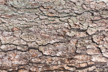 Oak bark texture. Tree bark background. Forest trunk pattern. Brown wood pattern. Natural tree bark background.