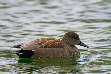 duck on the water