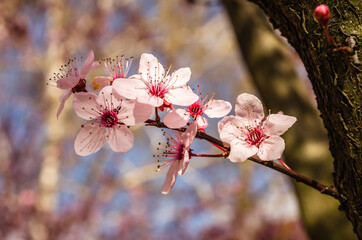 Young branch with blooming purple flowers and buds of red wild plum sunlit by the spring sun. 
