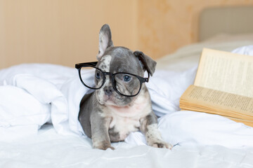 A French bulldog puppy with glasses is lying at home on the bed under the blanket with a book