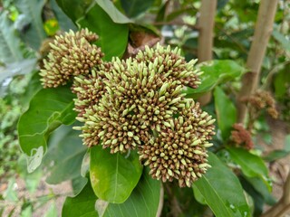 Pollination of rambutan flowers tree at an early age with blurred on background in the garden