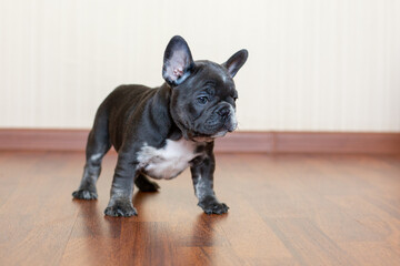 French Bulldog puppy at home on the floor