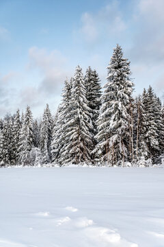 Calm winter landscape, fir forest after snowfall, beautiful nature