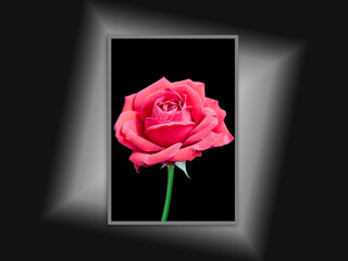 Beautiful Pink Rose, canvas isolated on black background, interior decor mock up